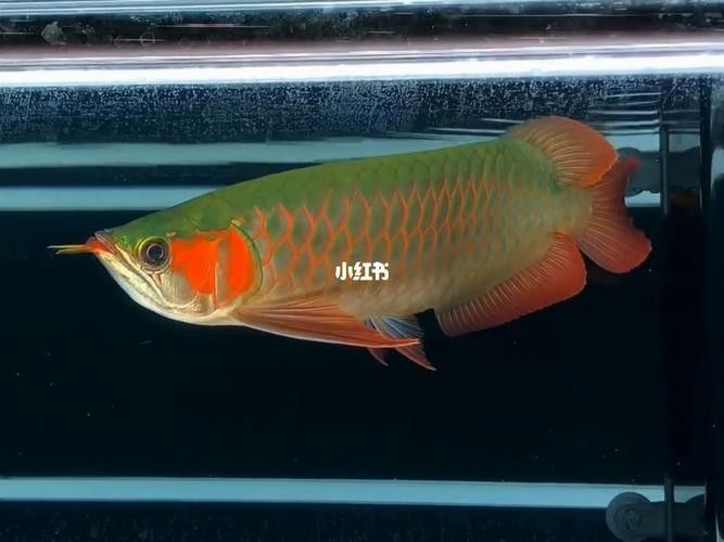 白玉紅龍魚圖片欣賞