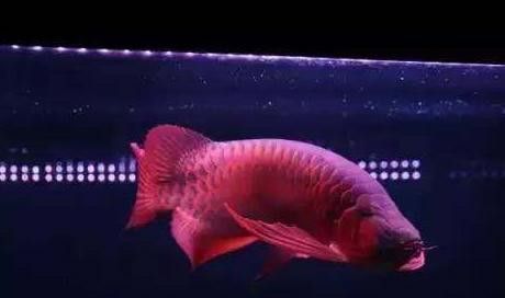 白玉紅龍魚圖片欣賞