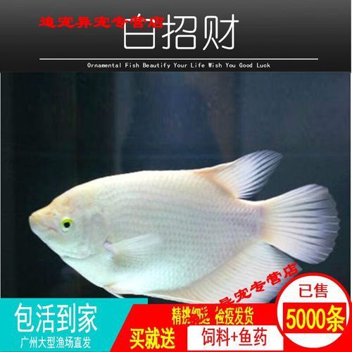 招財(cái)魚和龍魚混養(yǎng)打架怎么辦啊圖片