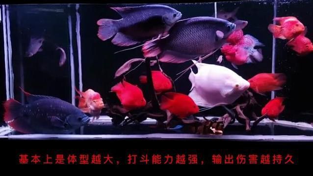 招財(cái)魚和龍魚混養(yǎng)打架怎么辦啊圖片