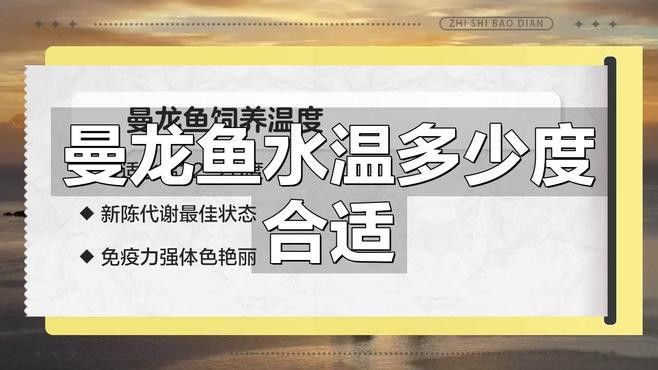 藍曼龍魚水質要求