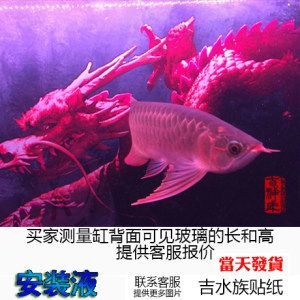 龍魚背景紙什么樣的好用：龍魚背景紙粘貼技巧詳解