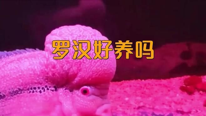 馬來西亞羅漢母魚好養嗎