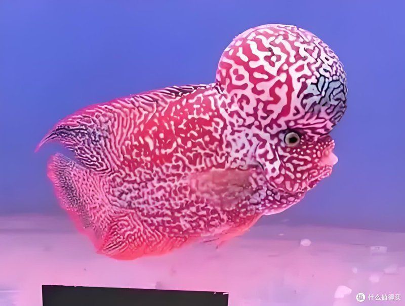 馬來西亞羅漢母魚好養嗎