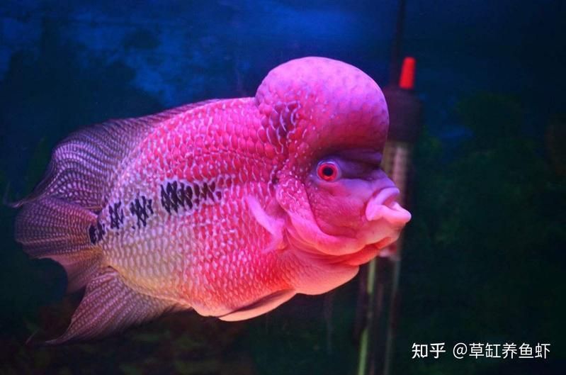 馬來西亞羅漢母魚好養嗎