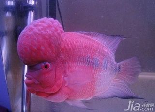 馬來西亞羅漢母魚好養嗎