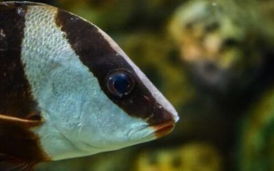 龍魚翻身了怎么搶救搶救多久可以救活：如何搶救龍魚，龍魚翻身后的飲食調整