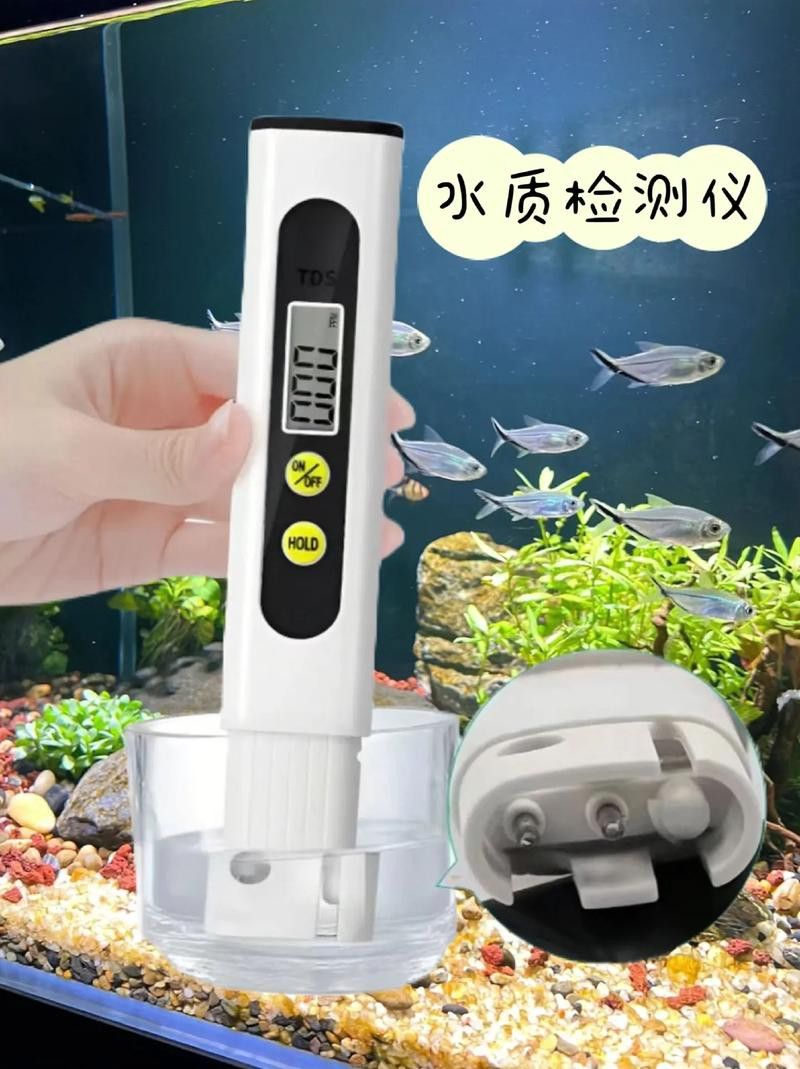 新手養銀龍魚教學方法圖片