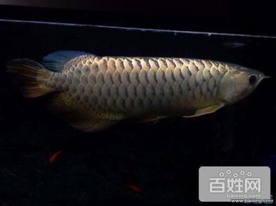 50公分高背金龍魚的市場價格是多少？