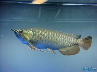 龍魚缸溫度計最簡單處理方法：魚缸溫度計的使用