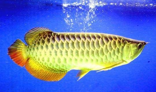 紅尾金龍魚多少錢一條圖片欣賞