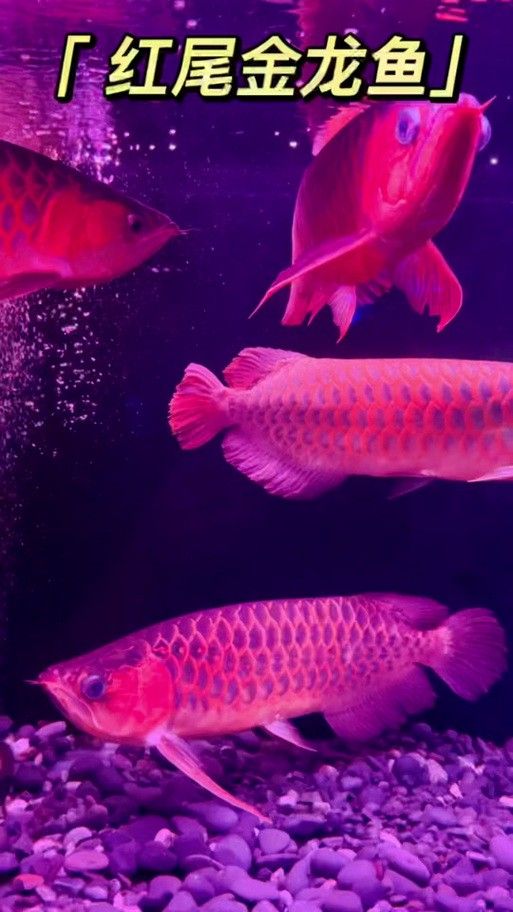 紅尾金龍魚多少錢一條圖片欣賞
