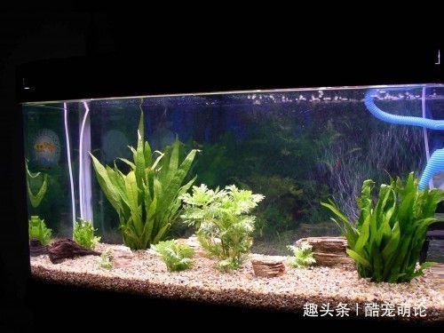 龍魚缸水質的維護：如何保持龍魚缸的水質