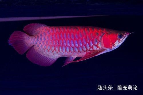 龍魚缸水質的維護：如何保持龍魚缸的水質
