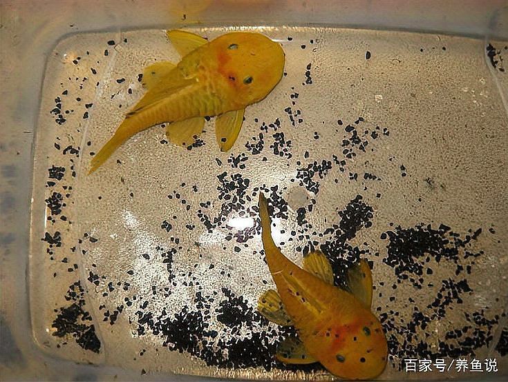清道夫龍魚混養