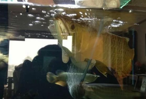 龍魚掉眼封缸怎么封：龍魚掉眼封缸怎么封缸封缸注意事項和注意事項