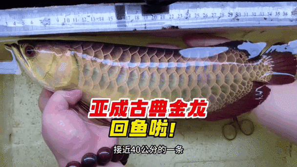 給我一張過背金龍和黃金龍的對比圖