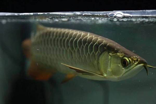 過背金龍魚飼養(yǎng)方法（過背金龍魚是一種受歡迎的觀賞魚，過背金龍魚日常護(hù)理要點）