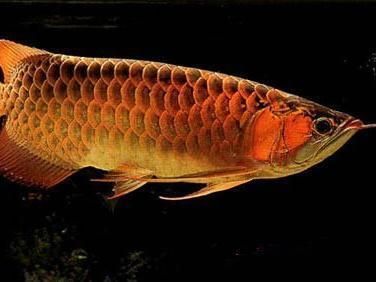 過背金龍魚飼養(yǎng)方法（過背金龍魚是一種受歡迎的觀賞魚，過背金龍魚日常護(hù)理要點）