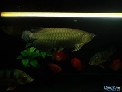 祥龍魚場獲得CITES準證的過程：祥龍魚場cites準證審核標準