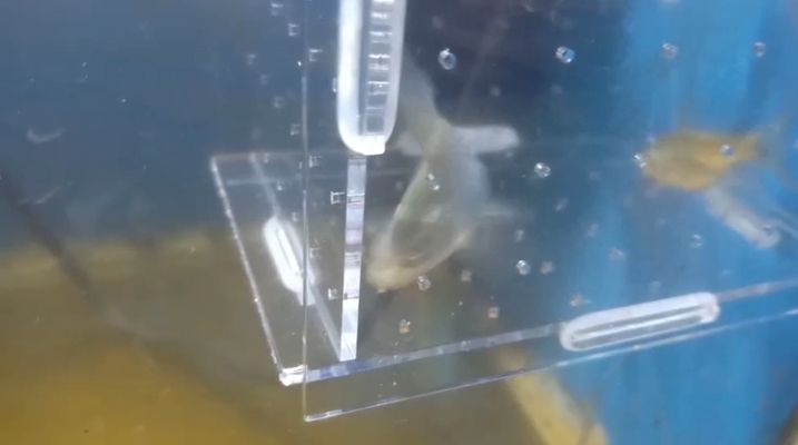 祥龍魚場獲得CITES準證的過程：祥龍魚場cites準證審核標準