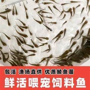龍魚飼料魚如何存養的：存養龍魚飼料魚需要注意以下幾個方面