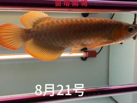 印尼紅龍魚怎么養的