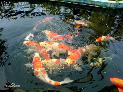 什么紅龍魚好養又好看又好養呢（如何挑選一只既好養又好看的紅龍魚）