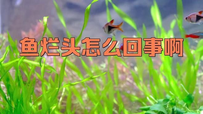 如何預(yù)防龍魚爛頭病再次復(fù)發(fā)？