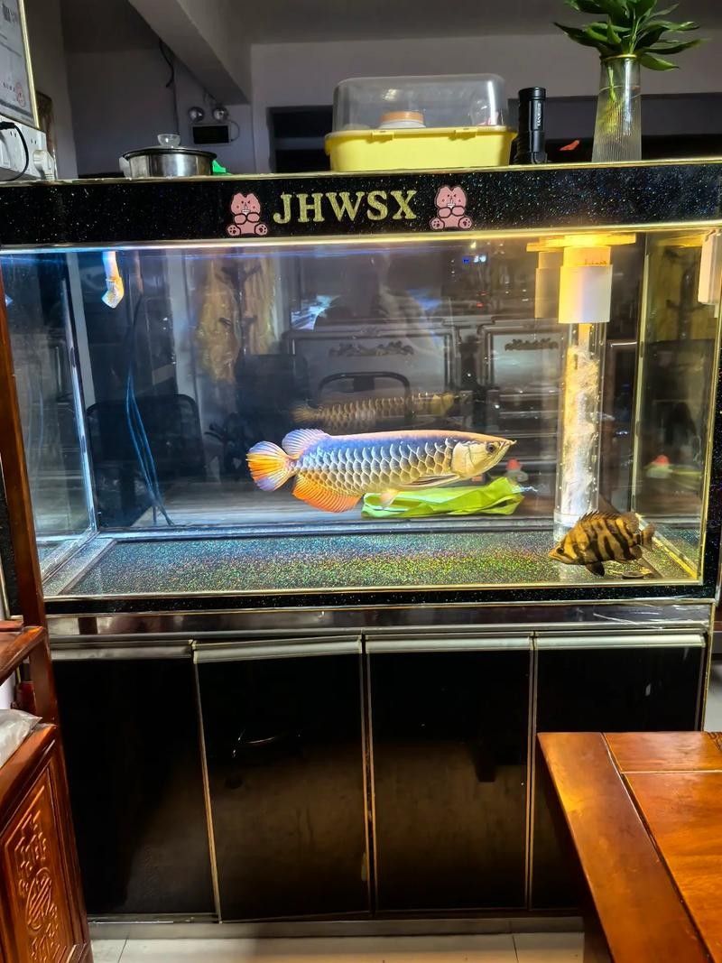 龍魚蝴蝶鯉混養(yǎng)好嗎圖片