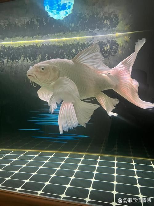 龍魚蝴蝶鯉混養(yǎng)好嗎圖片