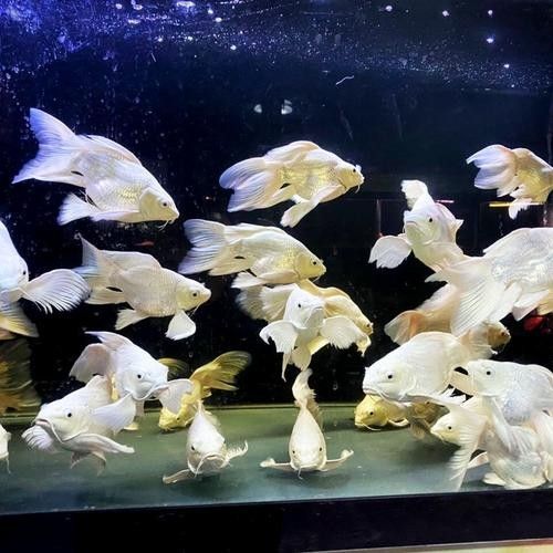 龍魚蝴蝶鯉混養(yǎng)好嗎圖片