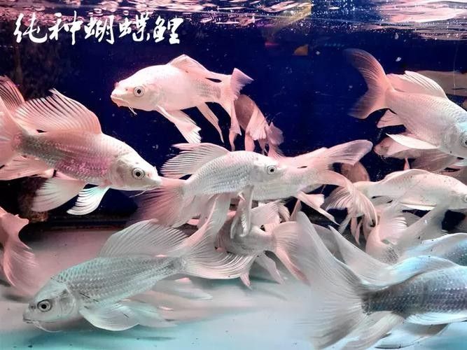 龍魚蝴蝶鯉混養(yǎng)好嗎圖片