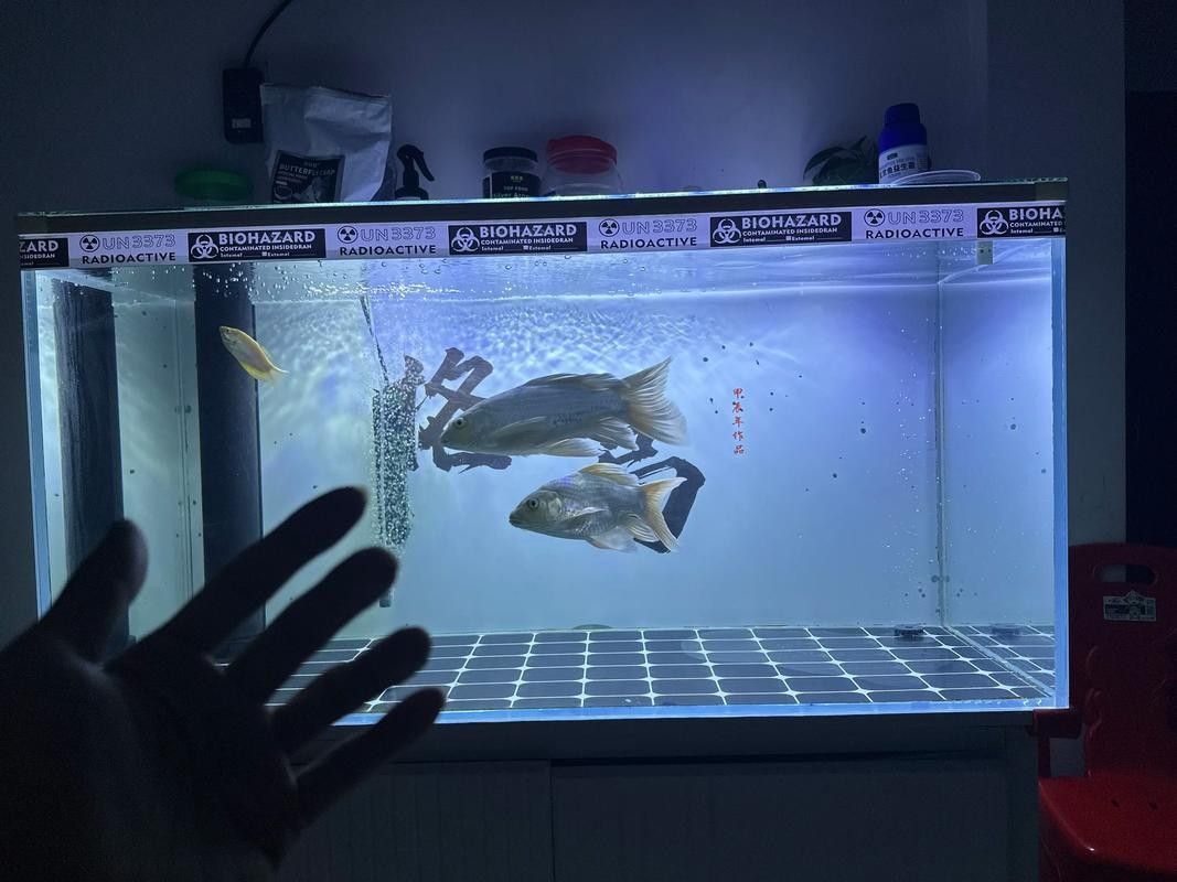 龍魚蝴蝶鯉混養(yǎng)好嗎圖片