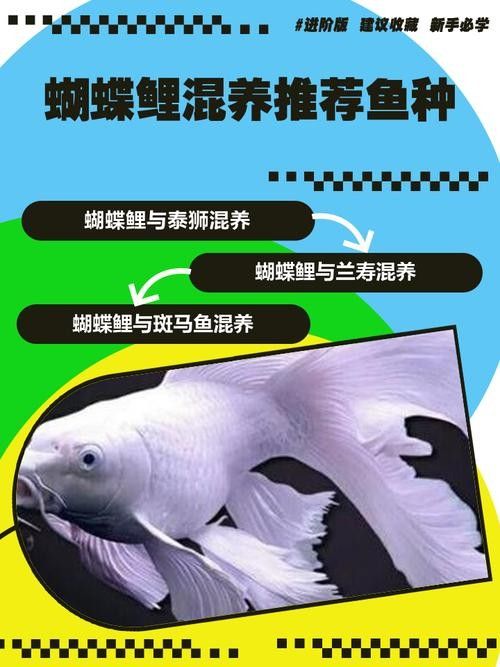 龍魚蝴蝶鯉混養(yǎng)好嗎圖片