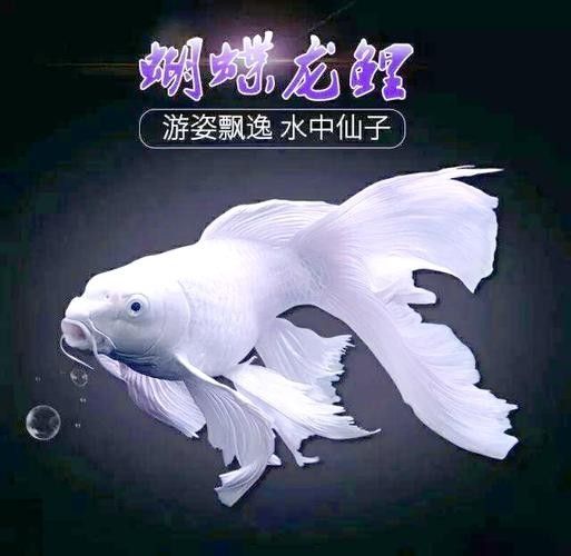 龍魚蝴蝶鯉混養(yǎng)好嗎圖片