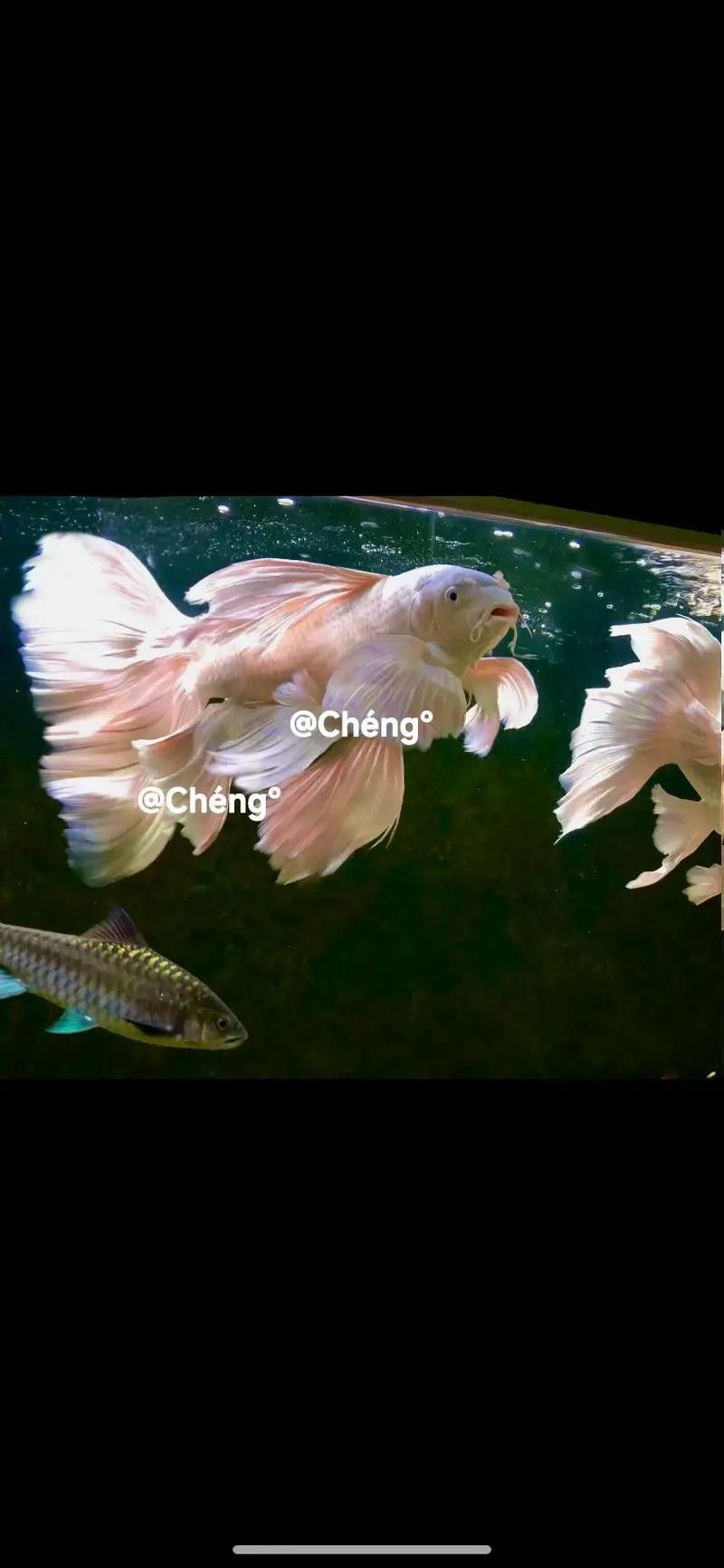 龍魚蝴蝶鯉混養(yǎng)好嗎圖片