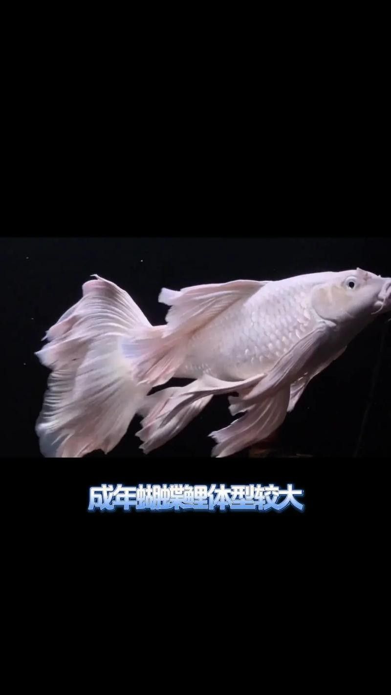 龍魚蝴蝶鯉混養(yǎng)好嗎圖片