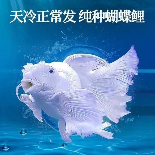 龍魚蝴蝶鯉混養(yǎng)好嗎圖片