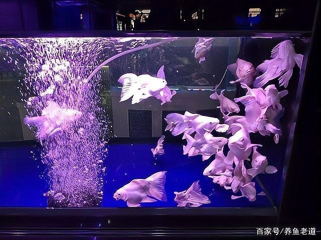 龍魚蝴蝶鯉混養(yǎng)好嗎圖片