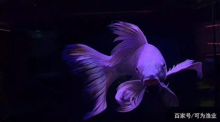 龍魚蝴蝶鯉混養(yǎng)好嗎圖片