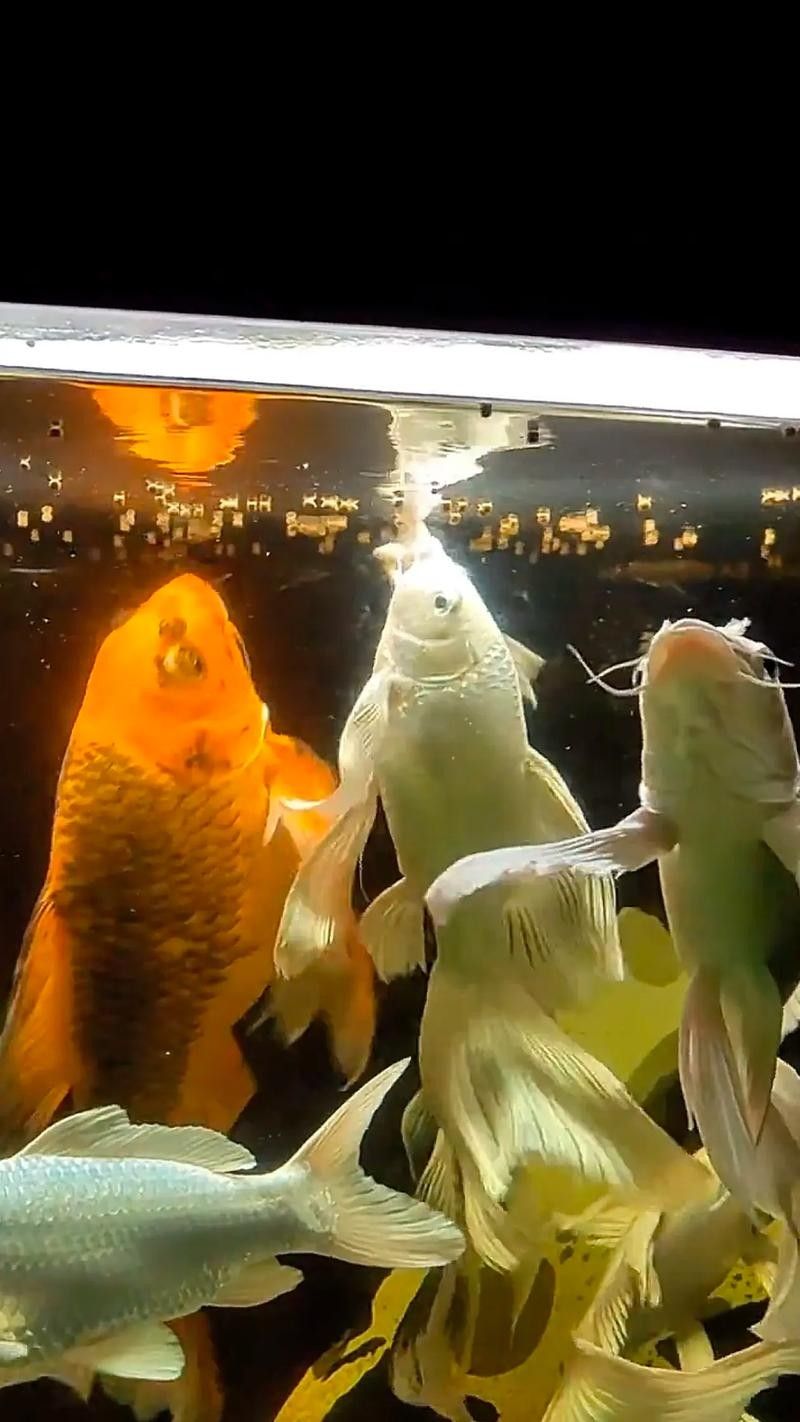 龍魚蝴蝶鯉混養(yǎng)好嗎圖片