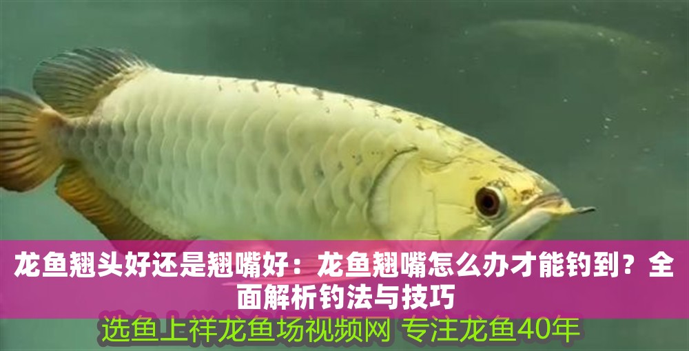 龍魚(yú)翹頭好還是翹嘴好：龍魚(yú)翹嘴怎么辦才能釣到？全面解析釣法與技巧