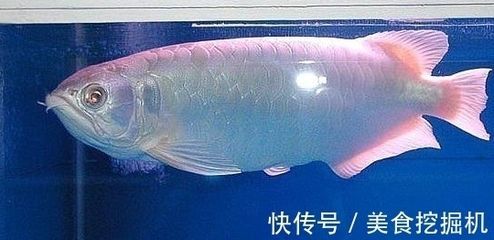 龍魚神經質怎么治療：如何治療龍魚的神經質行為