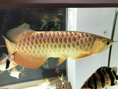 龍魚神經質怎么治療：如何治療龍魚的神經質行為