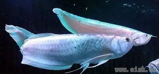 飼養銀龍魚能吃嗎銀龍魚能吃嗎飼養銀龍魚能吃嗎：飼養的銀龍魚能吃嗎，