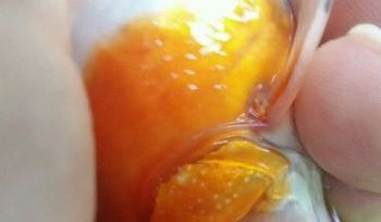 龍魚和錦鯉的繁殖方法