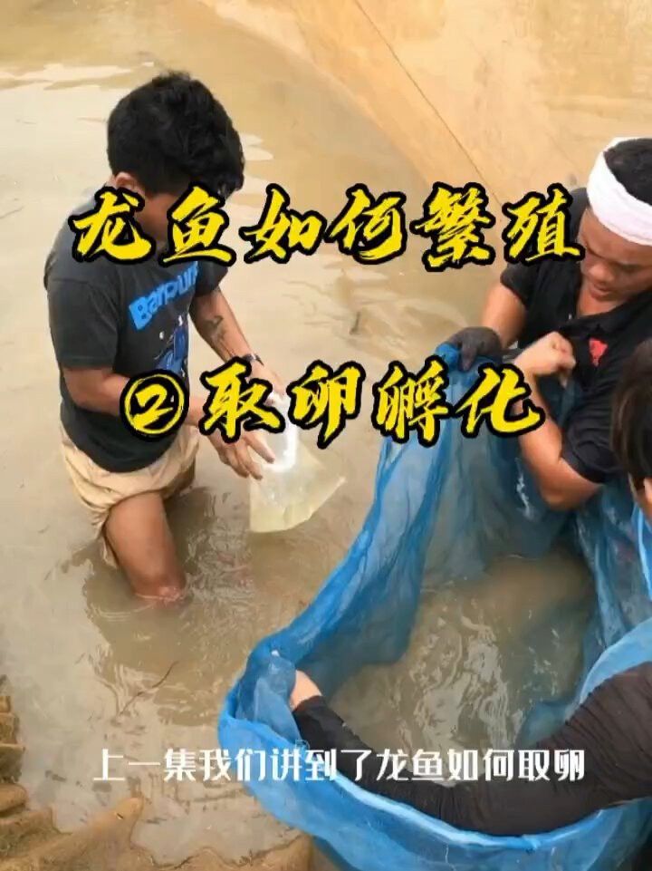 龍魚和錦鯉的繁殖方法