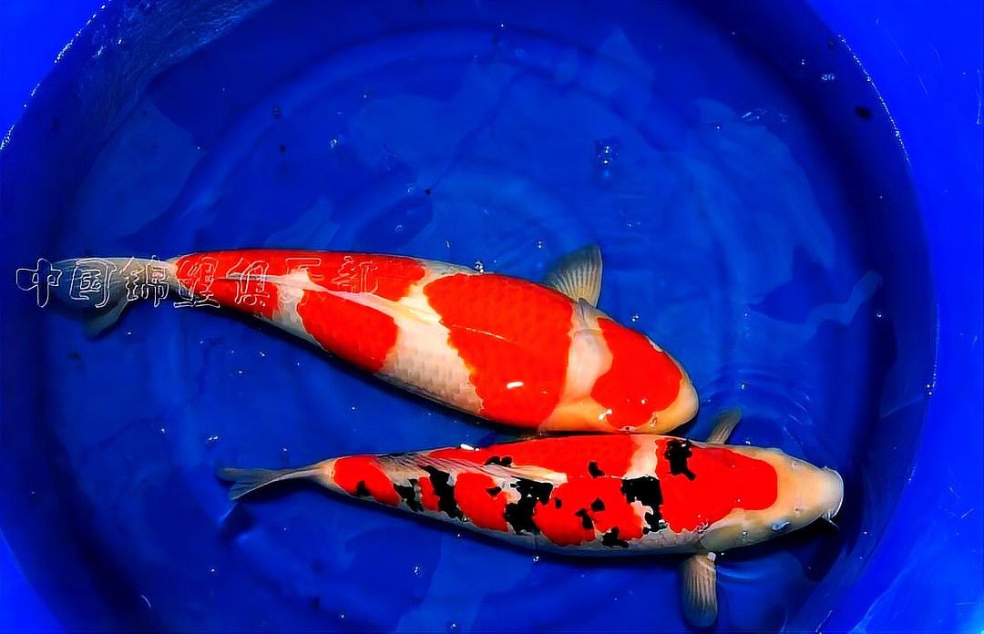 龍魚和錦鯉的繁殖方法