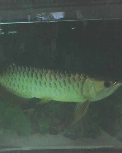 過背藍(lán)龍魚